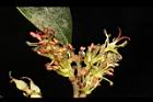 蚊母樹-花40.JPG