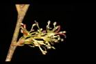蚊母樹-雌花11.JPG