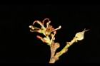 蚊母樹-雌花12.JPG