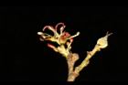 蚊母樹-雌花13.JPG