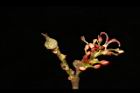 蚊母樹-雌花14.JPG