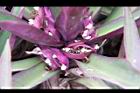 蚌蘭-花4.jpg
