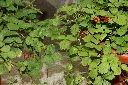 蛇莓-葉00.JPG