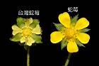 蛇莓-花12.JPG