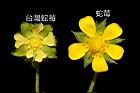 蛇莓-花13.JPG
