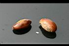 蛋黃果-種子06.jpg