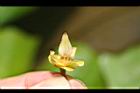 蛋黃果-花03.jpg