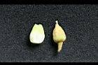 蛋黃果-花06.jpg