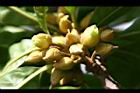 蛋黃果-花序03.jpg