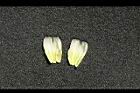 蛋黃果-花瓣00.jpg