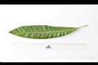 蛋黃果-葉背05.JPG