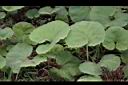 蜂斗菜-葉03.jpg