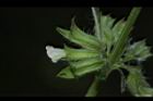 蜜蜂花-花10.JPG