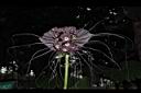 蝙蝠花-花01.JPG