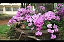 蝴蝶蘭-粉紅4.jpg