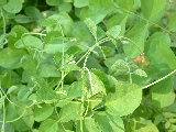 蝶豆04.JPG