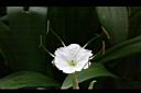 螫蟹花-花蕊06.JPG