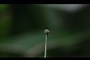 螫蟹花-雌蕊柱2.JPG