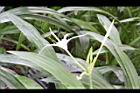 螫蟹花-花01.JPG