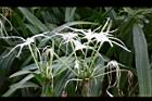螫蟹花-花11.JPG