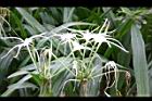 螫蟹花-花12.JPG