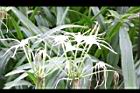 螫蟹花-花13.JPG