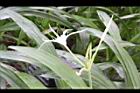 螫蟹花-花14.JPG