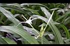 螫蟹花-花16.JPG