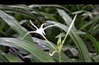 螫蟹花-花17.JPG
