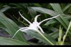 螫蟹花-花20.JPG