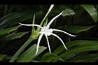 螫蟹花-花36.JPG
