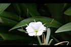 螫蟹花-花蕊00.JPG