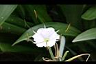 螫蟹花-花蕊01.JPG