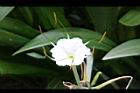 螫蟹花-花蕊02.JPG