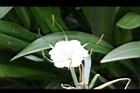 螫蟹花-花蕊03.JPG