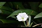 螫蟹花-花蕊05.JPG