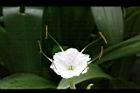 螫蟹花-花蕊08.JPG