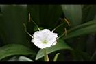 螫蟹花-花蕊09.JPG