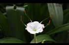 螫蟹花-花蕊10.JPG