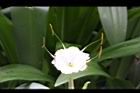 螫蟹花-花蕊12.JPG