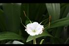 螫蟹花-花蕊15.JPG