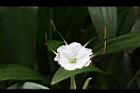 螫蟹花-花蕊16.JPG
