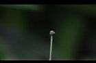 螫蟹花-雌蕊柱0.JPG