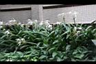 螫蟹花06.JPG