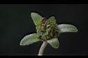 蟛蜞菊-實02.JPG