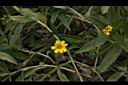 蟛蜞菊-花00.JPG