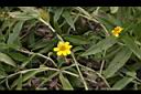 蟛蜞菊-花01.JPG