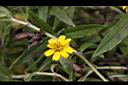 蟛蜞菊-花02.JPG
