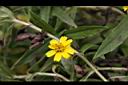 蟛蜞菊-花03.JPG
