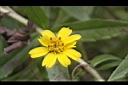 蟛蜞菊-花04.JPG